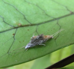 Thylacosceles radians