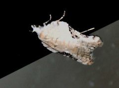 Acleris subnivana