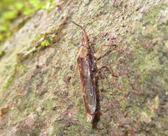 Raphirhinus phosphoreus