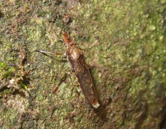 Raphirhinus phosphoreus