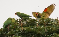 Psittacara finschi