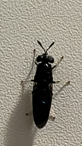 Unknown species found near Jamsie Cove Dr, Charleston, SC, US