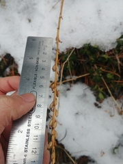 Platanthera unalascensis