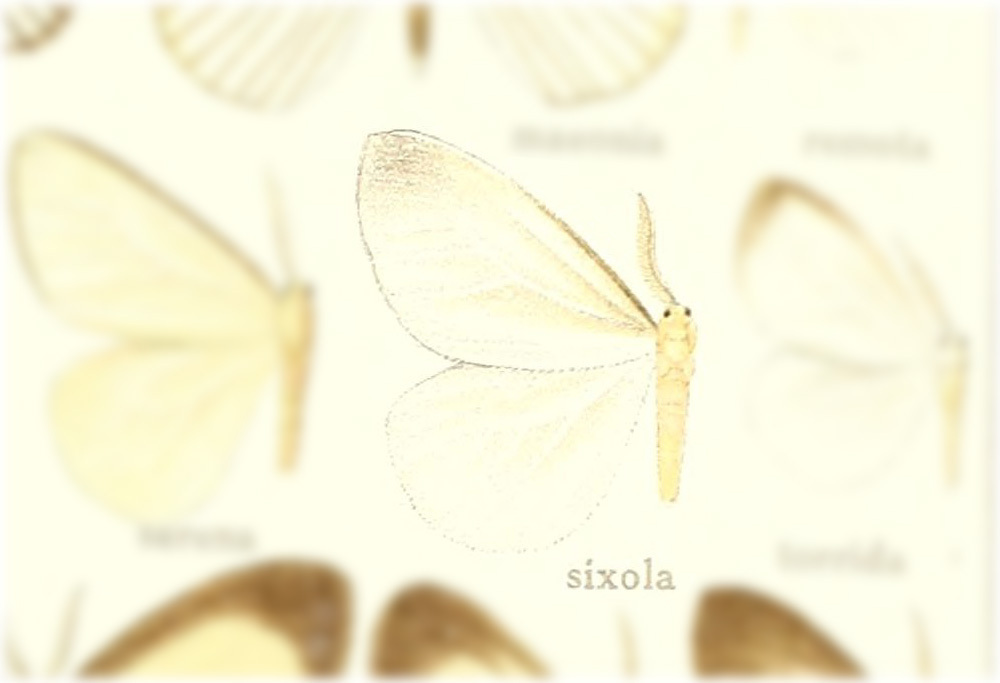 Eloria sixola