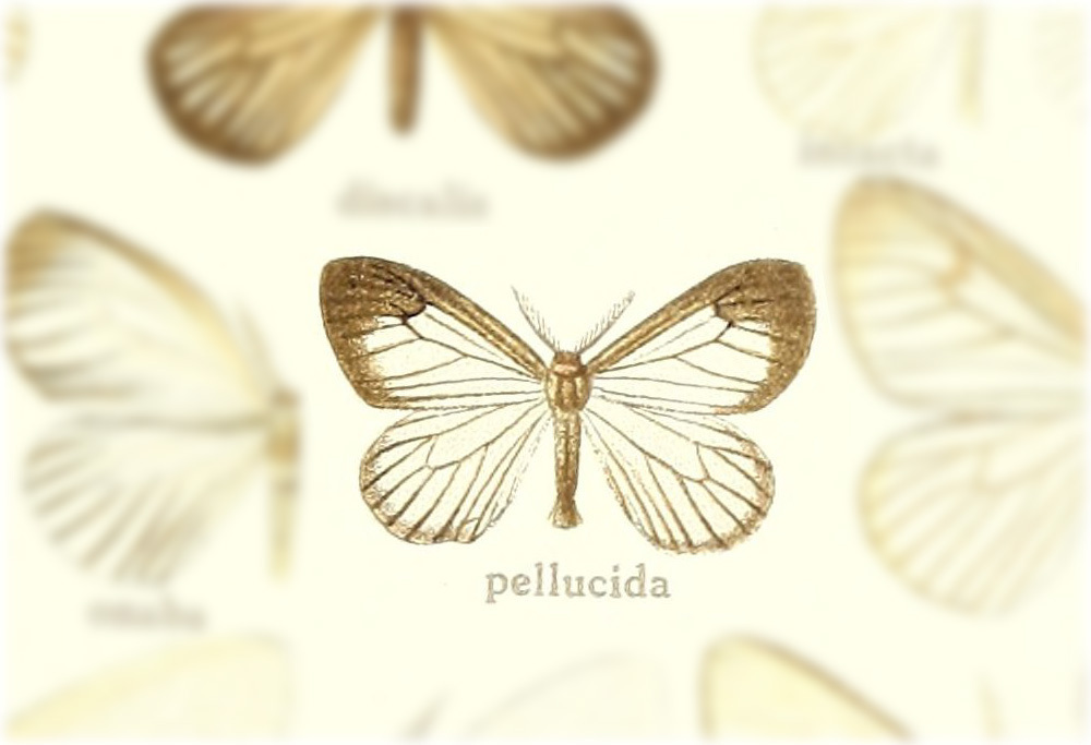 Eloria pellucida