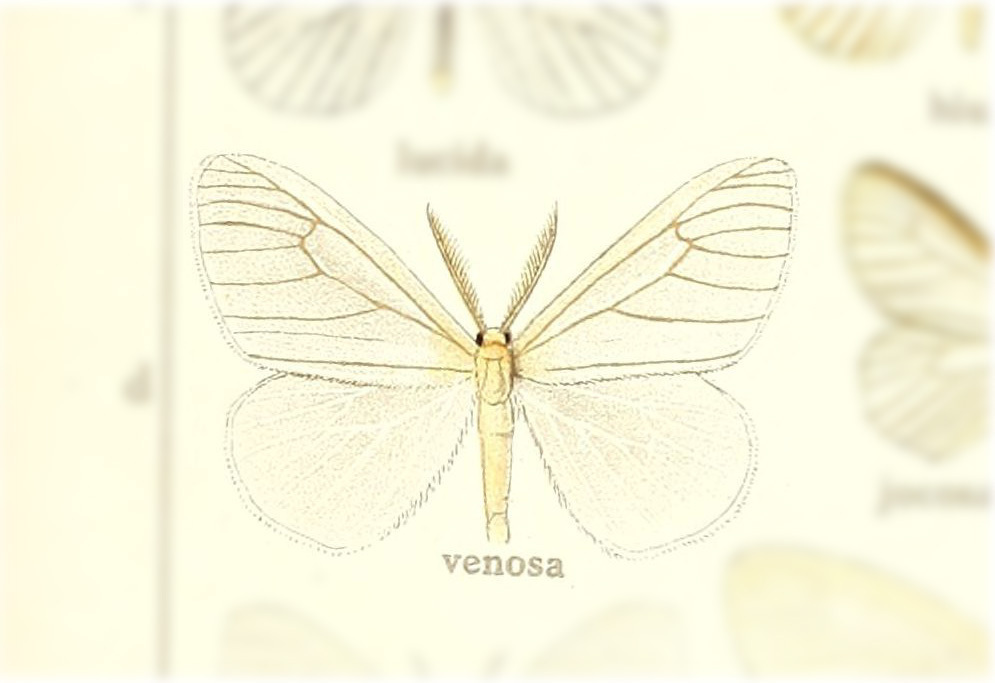 Eloria venosa