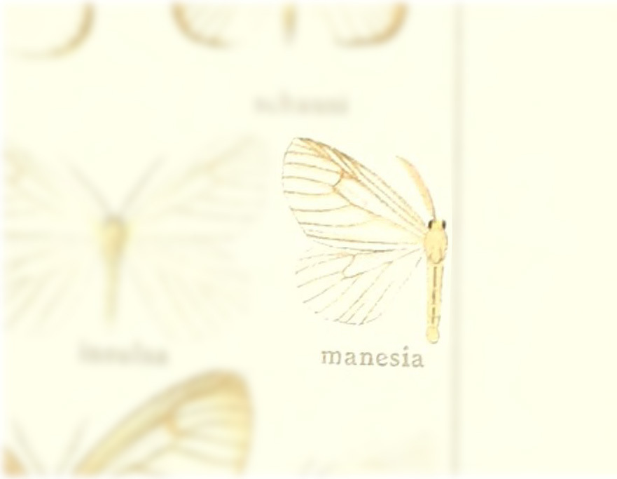 Eloria manesia