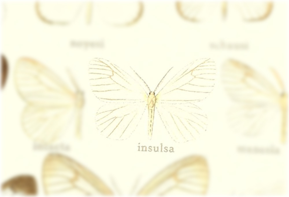 Eloria insulsa