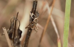 Epipagis forsythae