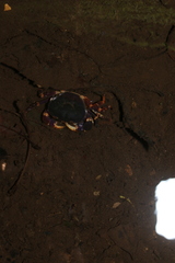 Geothelphusa miyazakii