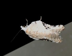 Acleris subnivana