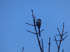 Aegithalos caudatus