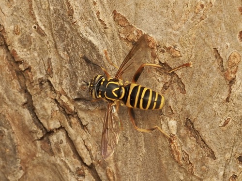 Unknown species found near Leisure Village West, Manchester, NJ,  USA
