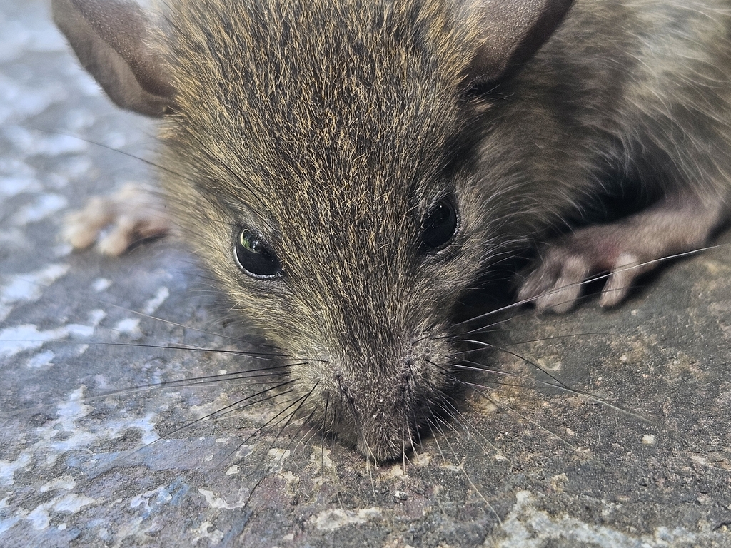Black Rat from Berkeley Vale NSW 2261, Australia on October 23, 2025 at ...