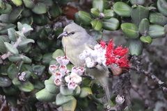 Chlorodrepanis virens wilsoni