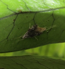 Thylacosceles radians