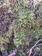 Plagiothecium cavifolium