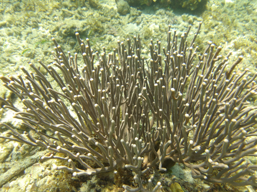 Rumphella observed 2025-10-23