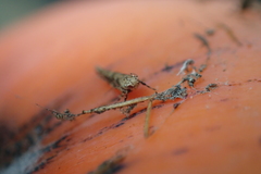 Pyroderces