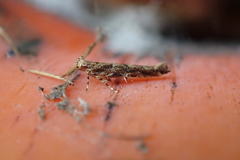 Pyroderces