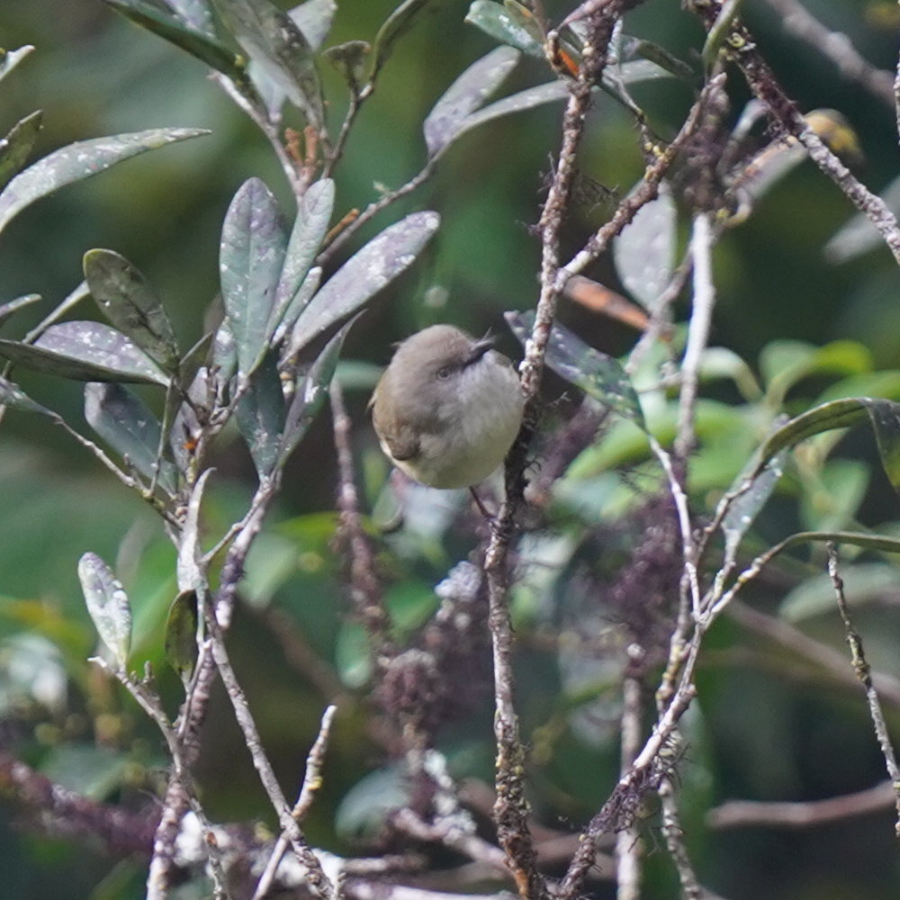 Mountain Thornbill (Acanthiza katherina), photo 4
