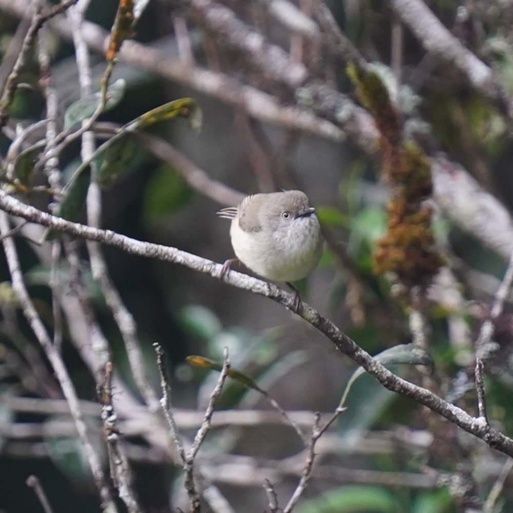 Mountain Thornbill (Acanthiza katherina), photo 3