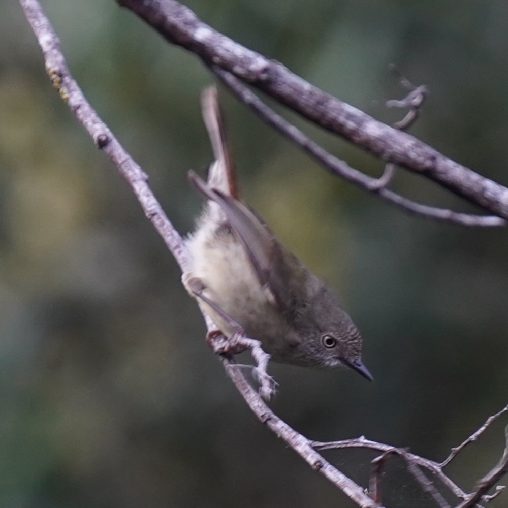 Mountain Thornbill (Acanthiza katherina), photo 1