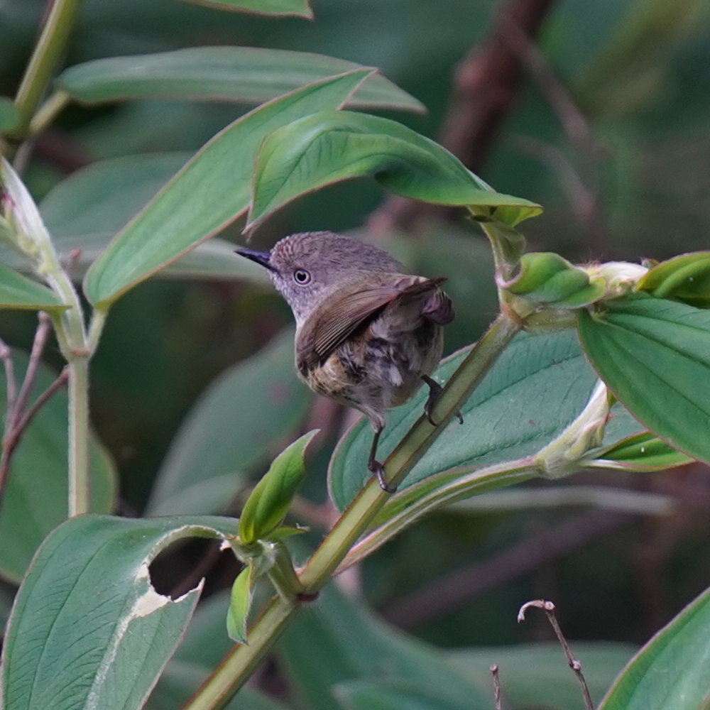 Mountain Thornbill (Acanthiza katherina), photo 2