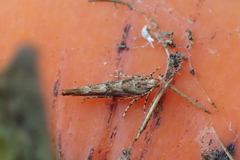Pyroderces