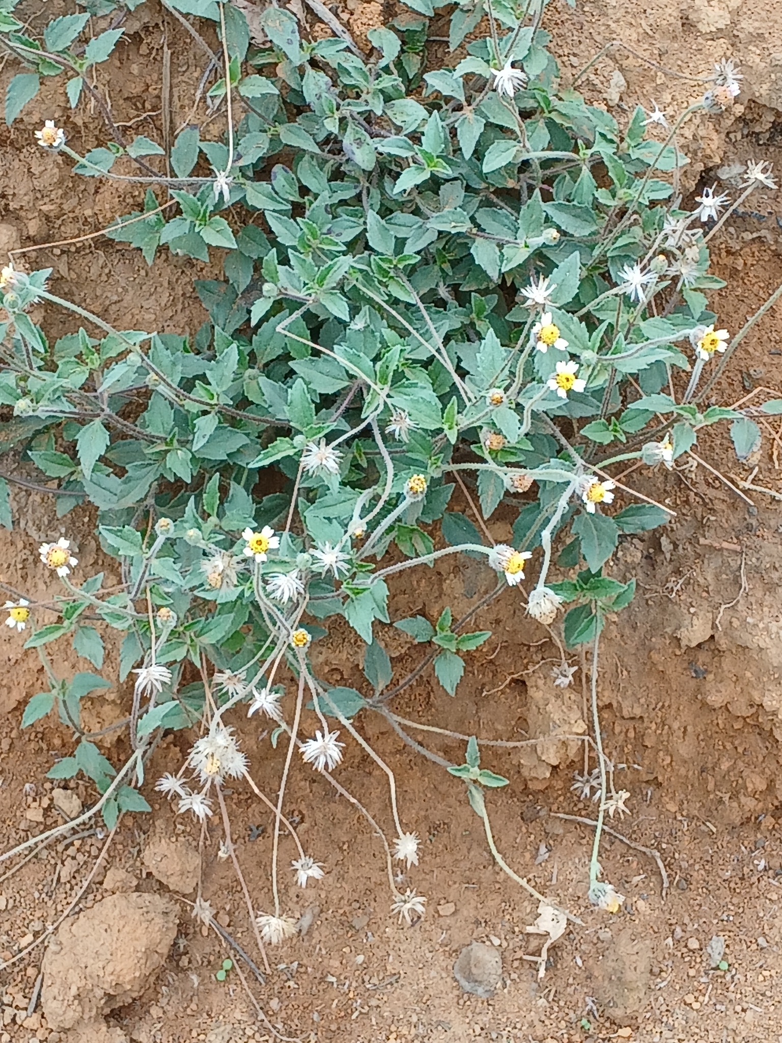 Tridax procumbens