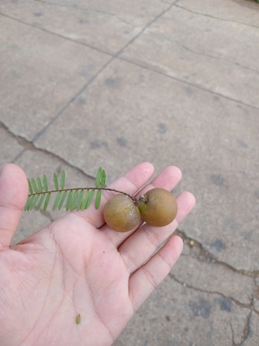 Myrobalan