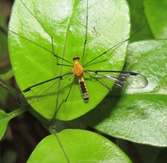 Aurotipula clara
