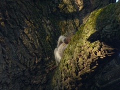 Sciurus carolinensis