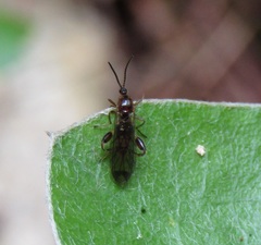 Canthyloscelis antennata