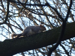 Sciurus carolinensis