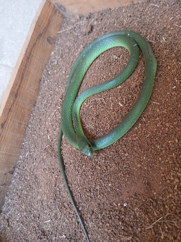 Green Water Snake
