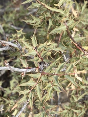 Berberis fremontii