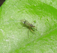 Chelipoda mirabilis