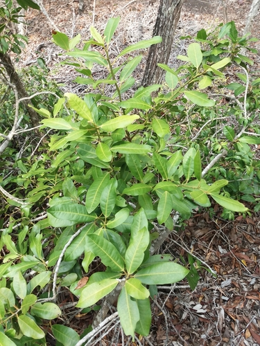 Myrsine novocaledonica in life