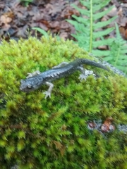 Aneides klamathensis