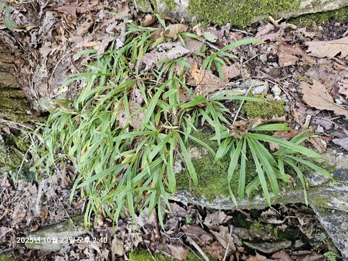 Carex ciliatomarginata iNat (3)