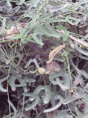 Aristolochia bilobata