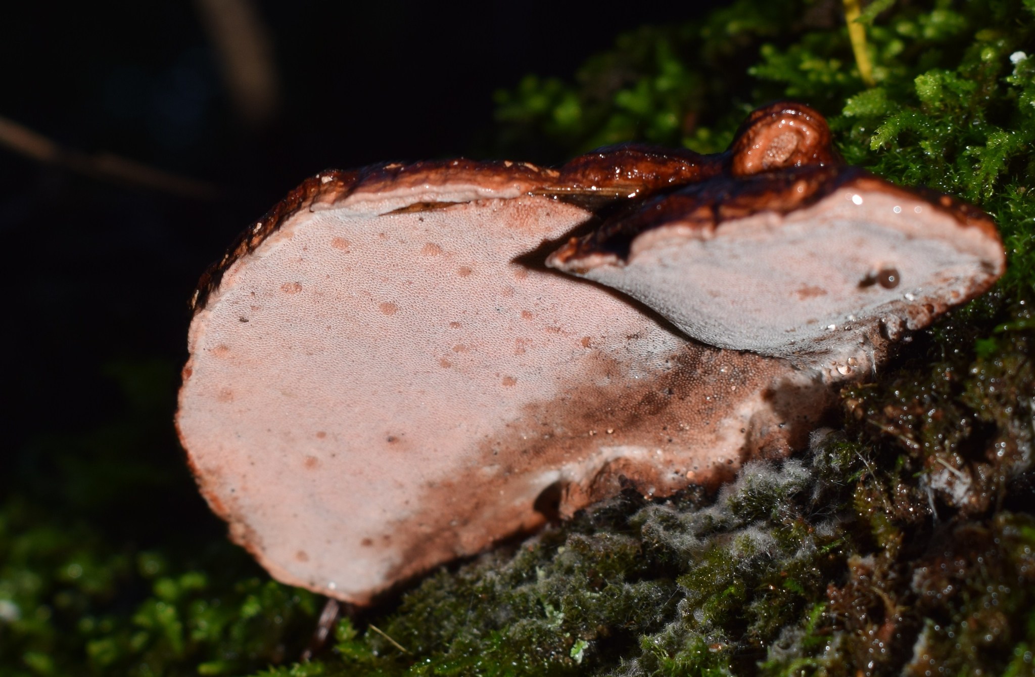 Fomitopsis cajanderi image