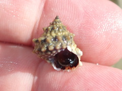 Echinolittorina tuberculata