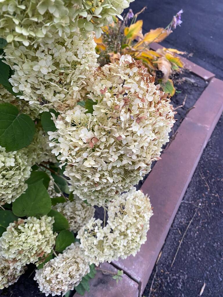 Hydrangea paniculata