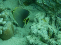 Chaetodon triangulum