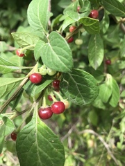 Capsicum rhomboideum