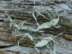 Ramalina leptocarpha