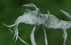 Ramalina leptocarpha