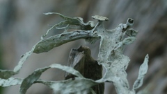 Ramalina leptocarpha